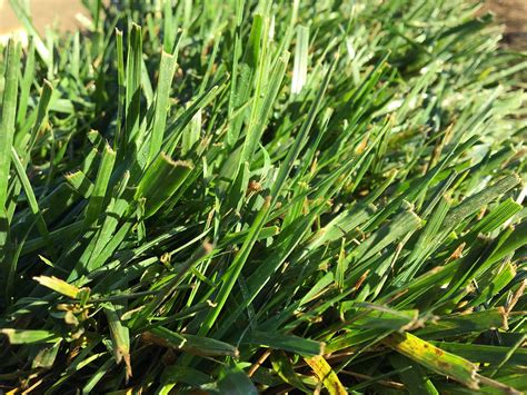 sod installation sacramento|Utterback Sod Farm 